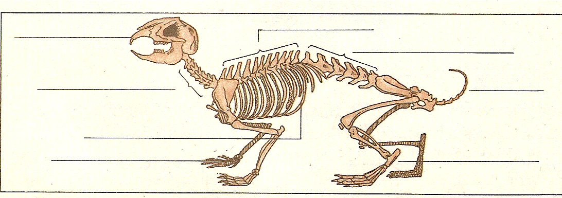 Лабораторная работа скелет млекопитающих. Скелет ящерицы строение биология. Скелет млекопитающих. Скелет суслика. Строение скелета кролика.