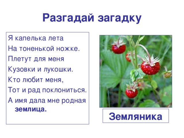 Отгадай загадку первым вылез из землицы. Загадка про землянику. Загадка про клубнику. Загадка про землянику для детей. Загадка про клубнику для детей.