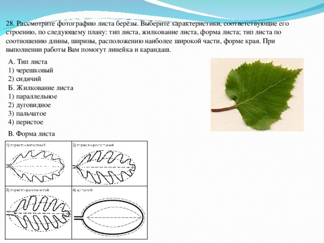 Опишите лист березы по следующему плану тип листа жилкование листа форма листа по соотношению длины