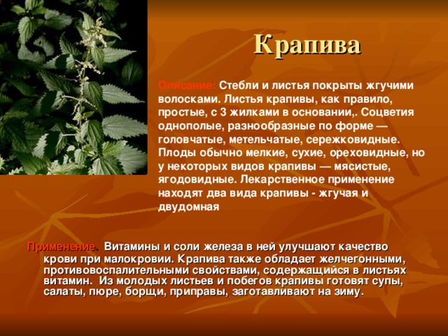 Крапива Описание:  Стебли и листья покрыты жгучими волосками. Листья крапивы, как правило, простые, с 3 жилками в основании,. Соцветия однополые, разнообразные по форме — головчатые, метельчатые, сережковидные. Плоды обычно мелкие, сухие, ореховидные, но у некоторых видов крапивы — мясистые, ягодовидные. Лекарственное применение находят два вида крапивы - жгучая и двудомная  Применение .  Витамины и соли железа в ней улучшают качество крови при малокровии. Крапива также обладает желчегонными, противовоспалительными свойствами, содержащийся в листьях витамин. Из молодых листьев и побегов крапивы готовят супы, салаты, пюре, борщи, приправы, заготавливают на зиму.