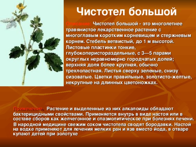 Чистотел большой Описание:  Чистотел большой - это многолетнее травянистое лекарственное растение с многоглавым коротким корневищем и стержневым корнем. Стебель ветвистый, до 1 м высотой. Листовые пластинки тонкие, глубокоперистораздельные, с 3—5 парами округлых неравномерно городчатых долей; верхняя доля более крупная, обычно трехлопастная. Листья сверху зеленые, снизу сизоватые. Цветки правильные, золотисто-желтые, некрупные на длинных цветоножках. Применение .  Растение и выделенные из них алкалоиды обладают бактерицидными свойствами. Применяется внутрь в виде настоя или в составе сборов как желчегонное и спазмолитическое при болезнях печени. В народной медицине свежим соком чистотела сводят бородавки. Настой на водке применяют для лечения мелких ран и язв вместо йода, в отваре купают детей при золотухе