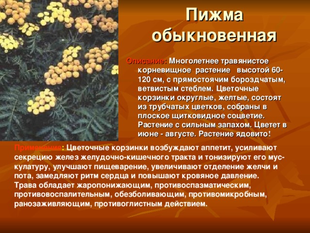 Пижма обыкновенная Описание:  Многолетнее травянистое корневищное растение высотой 60-120 см, с прямостоячим бороздчатым, ветвистым стеблем. Цветочные корзинки округлые, желтые, состоят из трубчатых цветков, собраны в плоское щитковидное соцветие. Растение с сильным запахом. Цветет в июне - августе. Растение ядовито !  Применение : Цветочные корзинки возбуждают аппетит, усиливают секрецию желез желудочно-кишечного тракта и тонизируют его мус- кулатуру, улучшают пищеварение, увеличивают отделение желчи и пота, замедляют ритм сердца и повышают кровяное давление. Трава обладает жаропонижающим, противоспазматическим, противовоспалительным, обезболивающим, противомикробным, ранозаживляющим, противоглистным действием.