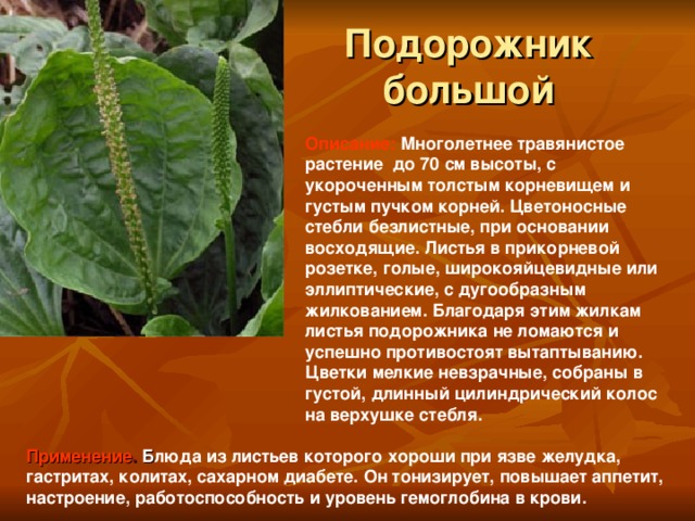 Подорожник  большой  Описание:  Многолетнее травянистое растение до 70 см высоты, с укороченным толстым корневищем и густым пучком корней. Цветоносные стебли безлистные, при основании восходящие. Листья в прикорневой розетке, голые, широкояйцевидные или эллиптические, с дугообразным жилкованием. Благодаря этим жилкам листья подорожника не ломаются и успешно противостоят вытаптыванию. Цветки мелкие невзрачные, собраны в густой, длинный цилиндрический колос на верхушке стебля. Применение . Б люда из листьев которого хороши при язве желудка, гастритах, колитах, сахарном диабете. Он тонизирует, повышает аппетит, настроение, работоспособность и уровень гемоглобина в крови.
