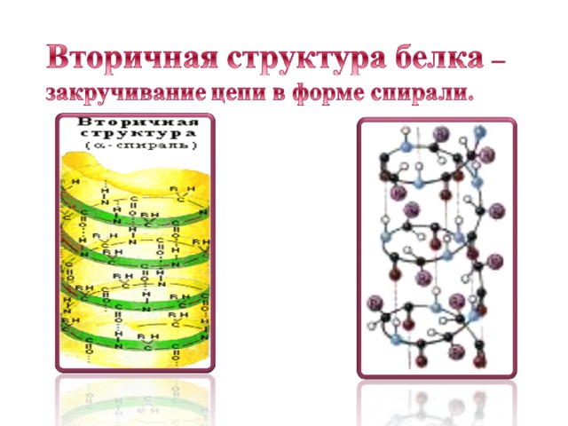 Вторичная структура белка поддерживается связями