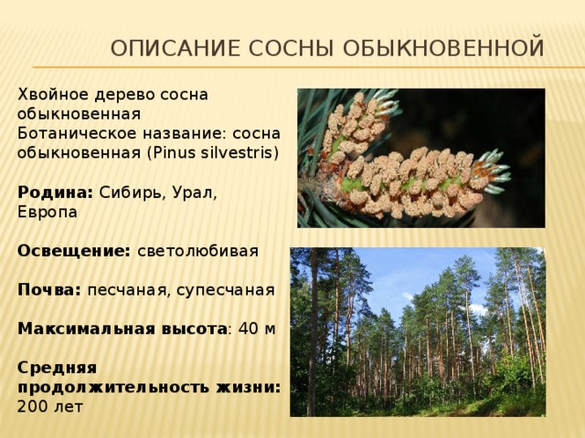 Значение слова сосна. Описание хвоинок сосны обыкновенной. Сосна обыкновенная описание. Характеристика сосны. Сосна обыкновенная характеристика.