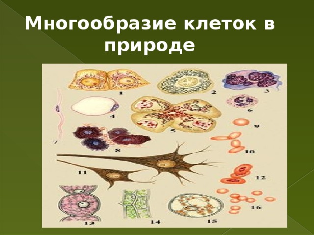 Большое разнообразие клеток. Многообразие клеток. Многообразие клеток в природе. Многообразие клеток 9 класс. Разнообразие клеток 8 класс.