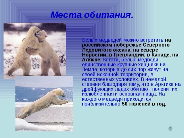 Места обитания.  Белых медведей можно встретить  на российском побережье Северного Ледовитого океана, на севере Норвегии, в Гренландии, в Канаде, на Аляске.  Кстати, белые медведи - единственные крупные хищники на Земле, которые до сих пор живут на своей исконной территории, в естественных условиях. В немалой степени благодаря тому, что в Арктике на дрейфующих льдах обитают тюлени, их излюбленная и основная пища. На каждого медведя приходится приблизительно  50 тюленей в год.