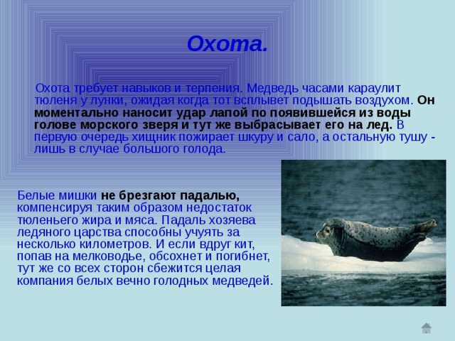 Белые мишки  не брезгают падалью,  компенсируя таким образом недостаток тюленьего жира и мяса. Падаль хозяева ледяного царства способны учуять за несколько километров. И если вдруг кит, попав на мелководье, обсохнет и погибнет, тут же со всех сторон сбежится целая компания белых вечно голодных медведей. Охота.  Охота требует навыков и терпения. Медведь часами караулит тюленя у лунки, ожидая когда тот всплывет подышать воздухом.  Он моментально наносит удар лапой по появившейся из воды голове морского зверя и тут же выбрасывает его на лед.  В первую очередь хищник пожирает шкуру и сало, а остальную тушу - лишь в случае большого голода.