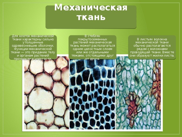 Механические ткани растений строение и функции. Склереиды колленхима.