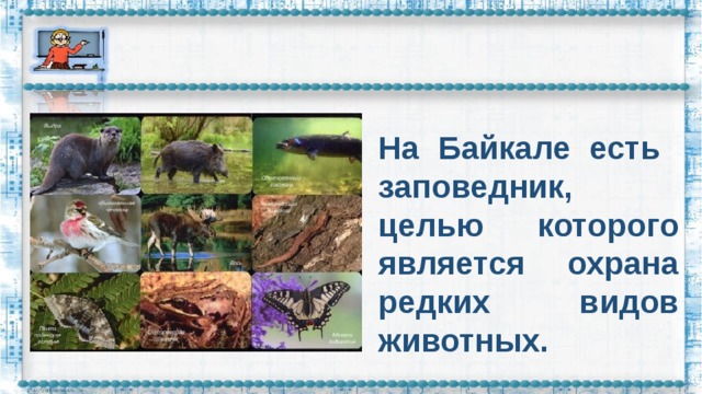 На Байкале есть заповедник, целью которого является охрана редких видов животных.