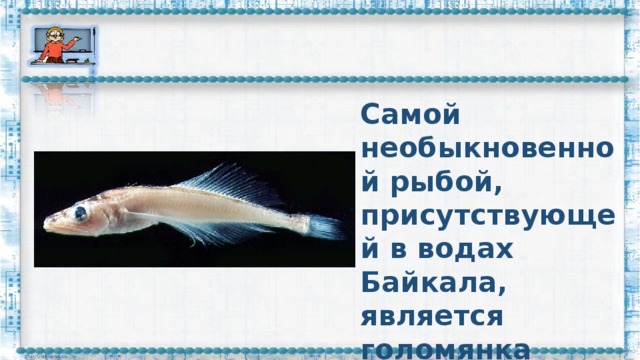Самой необыкновенной рыбой, присутствующей в водах Байкала, является голомянка живородящая.