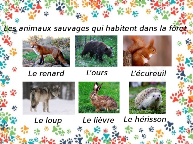 Les animaux sauvages qui habitent dans la fôret L’ours Le renard L’écureuil Le hérisson Le lièvre Le loup