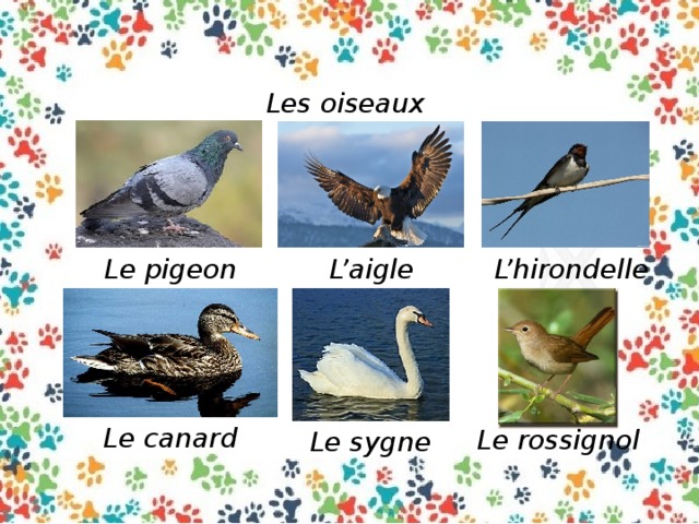 Les oiseaux Le pigeon L’aigle L’hirondelle Le canard Le rossignol Le sygne