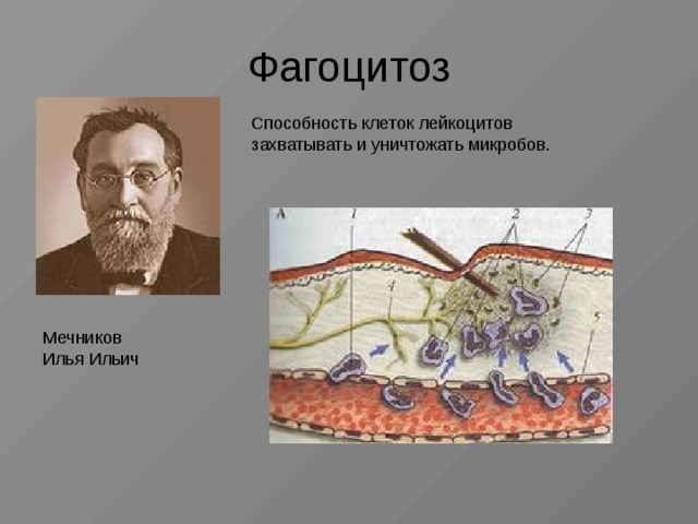 Мечников открыл. 1892 Фагоцитоз Мечников. Мечникова Ильи Мечникова фагоцитоз. Фагоцитоз лейкоциты открыл Мечников.