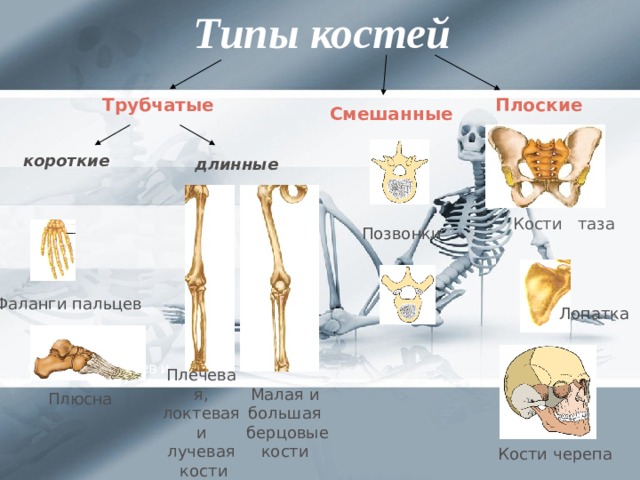 Кости бывают. Позвонок Тип кости. Позвонки типу костей трубчатые. Кости скелета и типы костей. Тело позвонков Тип костей.