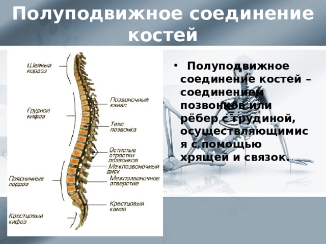 Полуподвижно соединены кости