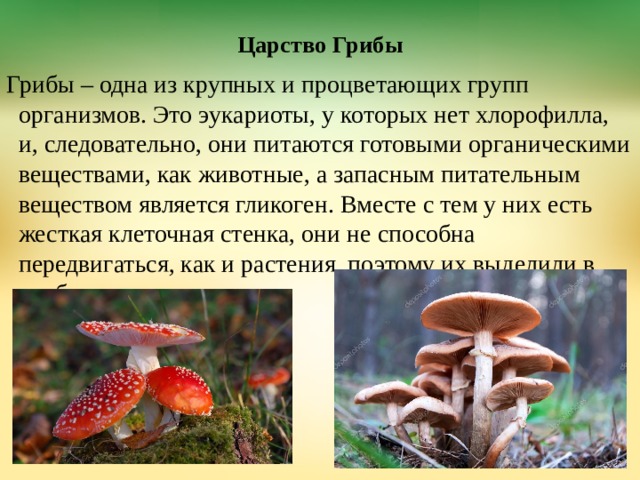 Царство Грибы Грибы – одна из крупных и процветающих групп организмов. Это эукариоты, у которых нет хлорофилла, и, следовательно, они питаются готовыми органическими веществами, как животные, а запасным питательным веществом является гликоген. Вместе с тем у них есть жесткая клеточная стенка, они не способна передвигаться, как и растения, поэтому их выделили в особое царство.