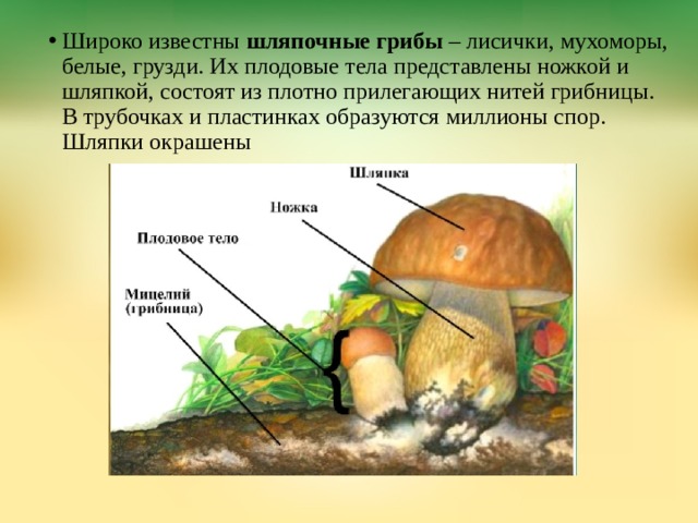 Широко известны  шляпочные грибы  – лисички, мухоморы, белые, грузди. Их плодовые тела представлены ножкой и шляпкой, состоят из плотно прилегающих нитей грибницы. В трубочках и пластинках образуются миллионы спор. Шляпки окрашены