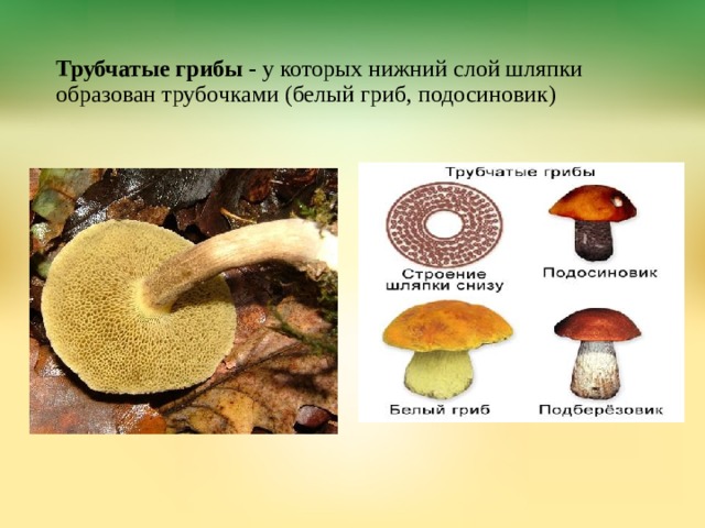 Трубчатые грибы - у которых нижний слой шляпки образован трубочками (белый гриб, подосиновик)