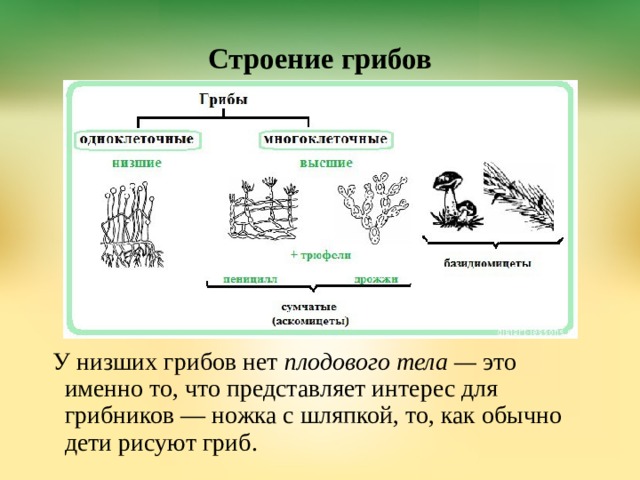 Строение грибов У низших грибов нет  плодового тела —  это именно то, что представляет интерес для грибников — ножка с шляпкой, то, как обычно дети рисуют гриб.