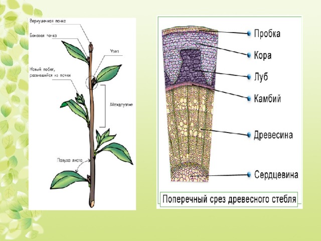 Какие функции в стебле выполняет древесина. Старение органов растения. Взаимосвязь органов растения. Сердцевина стебля функции. Функция стебля фасоли.