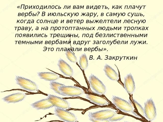 «Приходилось ли вам видеть, как плачут вербы? В июльскую жару, в самую сушь, когда солнце и ветер выжелтели лесную траву, а на протоптанных людьми тропках появились трещины, под безлиственными темными вербами вдруг заголубели лужи. Это плакали вербы».  В. А. Закруткин