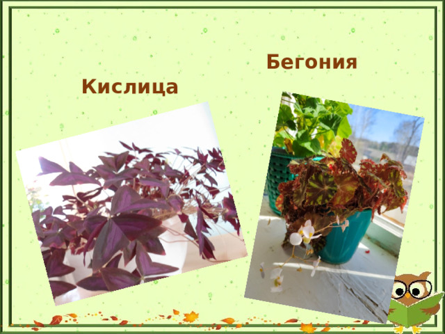 Бегония Кислица