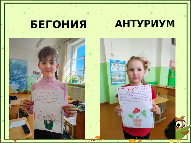 БЕГОНИЯ  АНТУРИУМ